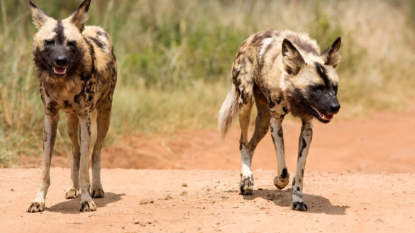 Rabies orsakar 160 dödsfall om dagen
